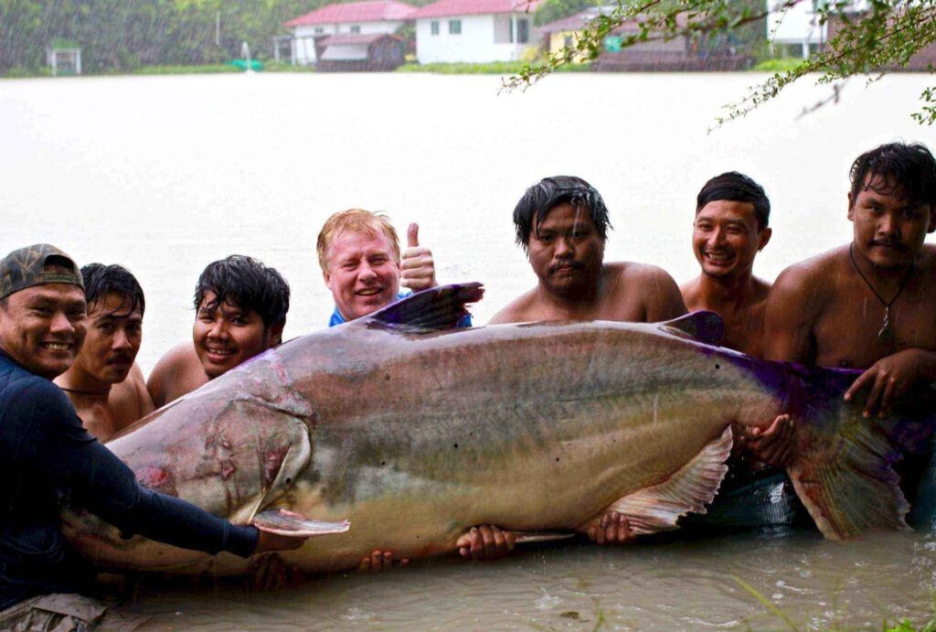 Giant Mekong Catfish Fishing Thailand