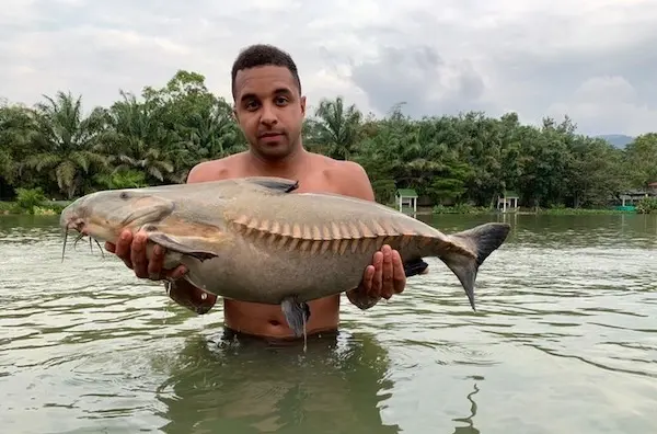 Ripsaw Catfish