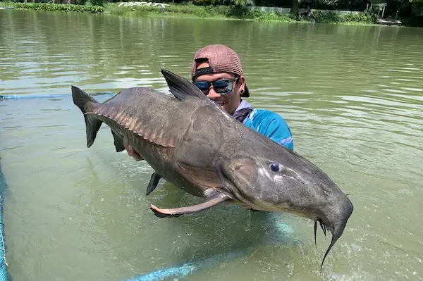Ripsaw Catfish on the feed for - Exotic Fishing Thailand