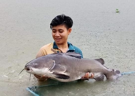Catfish Thailand