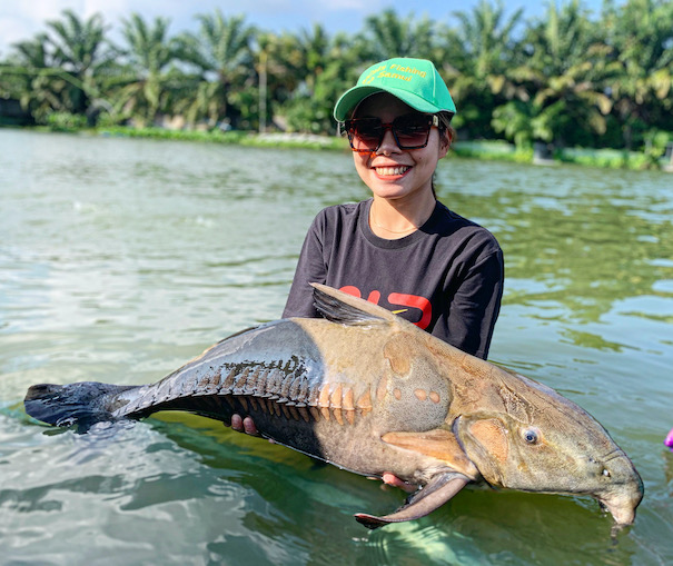 Ripsaw Catfish | Our Fish | TopCats Fishing Resort | Fishing in Thailand