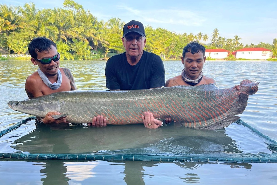 Giant Fish in Koh Samui