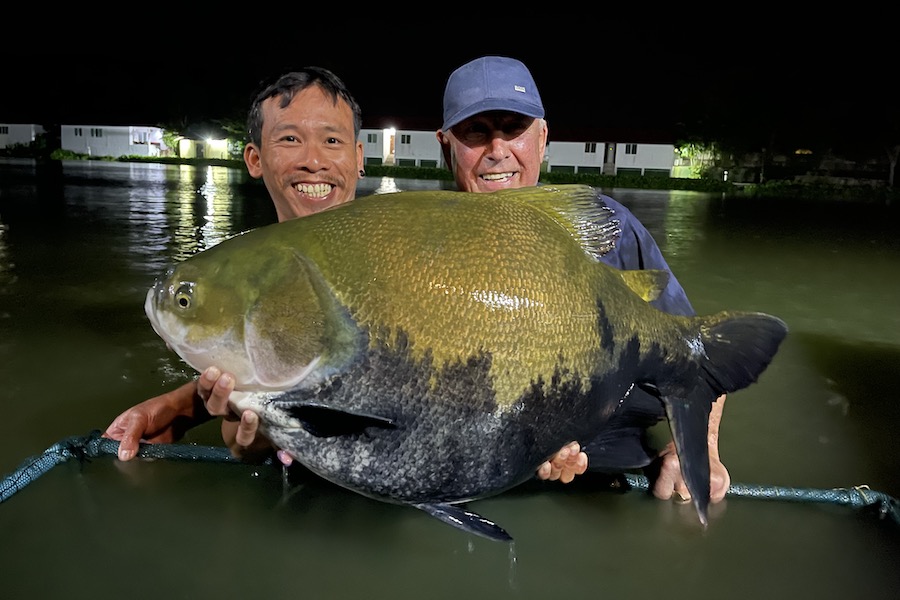 Big Tambuquai Fish