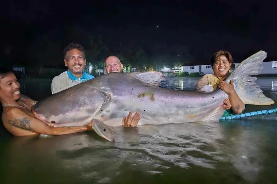 Biggest Catfish in Thailand