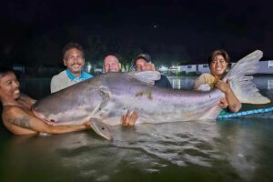 The Incredible Hulk: A Legendary Mekong Catfish Unveiled in Thailand