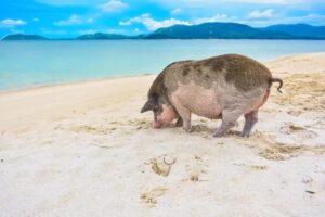 Thailand Famous Pig Island