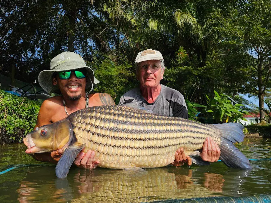 Golden Carp