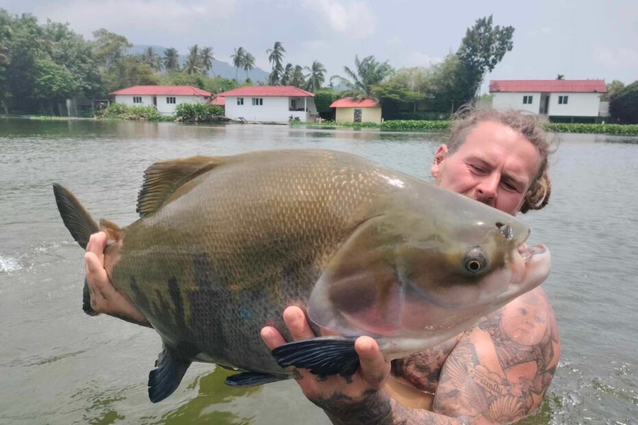 Amazing Tambuqui