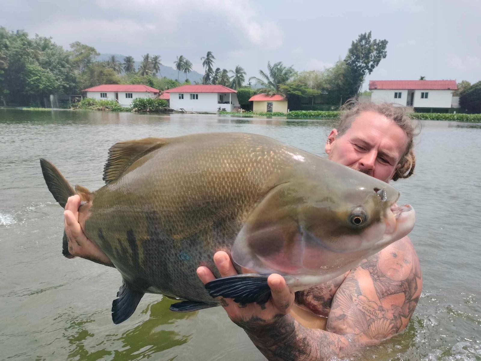 Huge Samui Fish