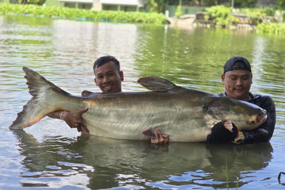 Brand New Fish