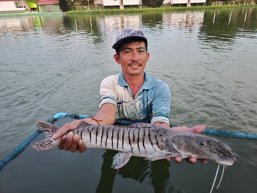 Lake restock in Samui