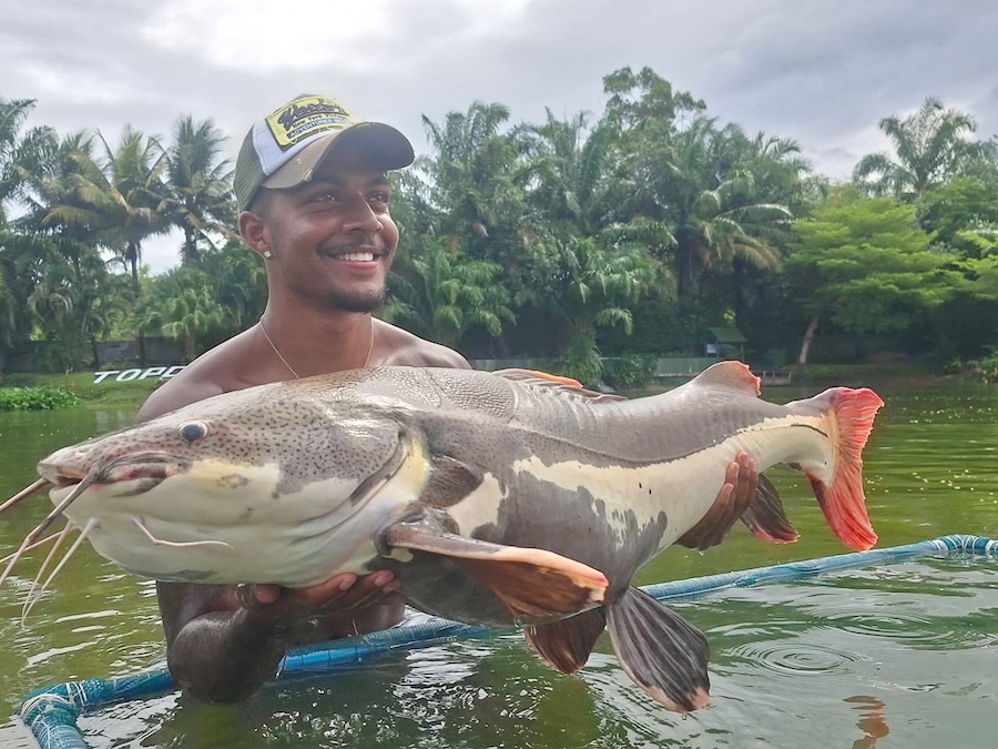 Big Red tail Catfish