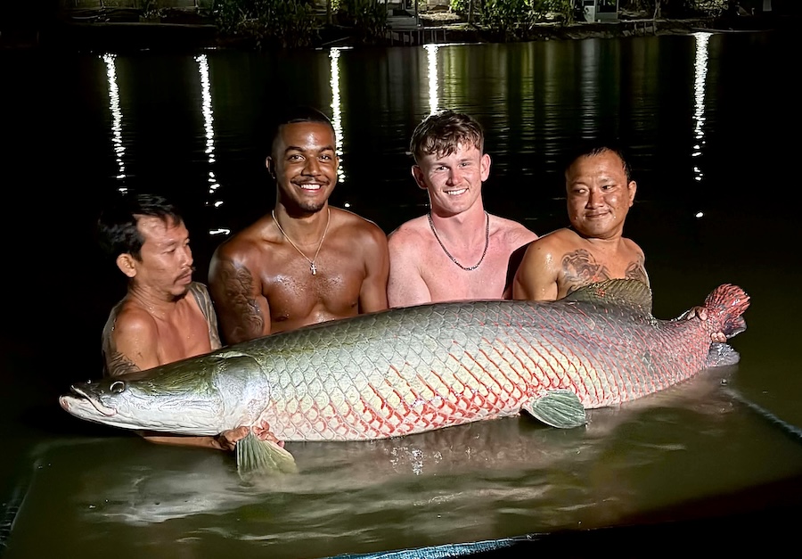 Arapaima Fishing Samui