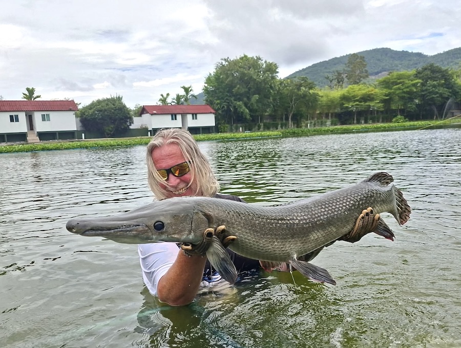 Aligator Gar in Samui